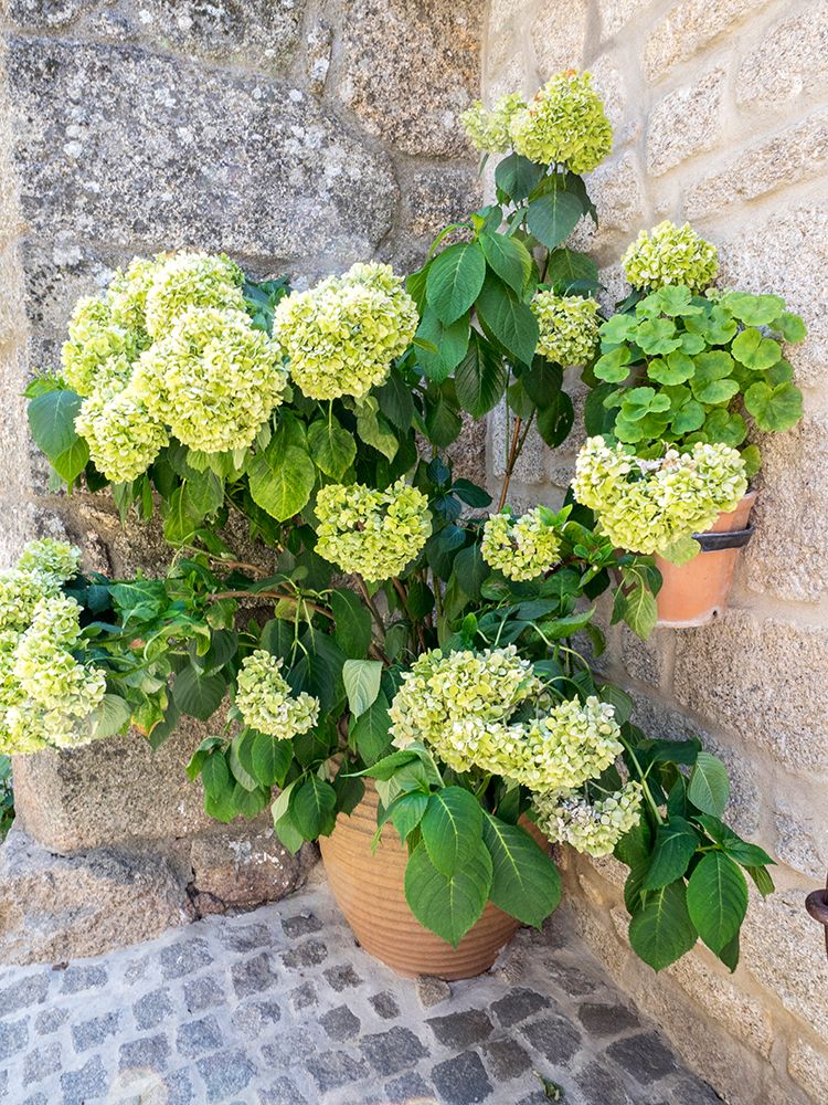 Planter filled with green hydrangeas in the ancient Portuguese village art print by Julie Eggers for $57.95 CAD