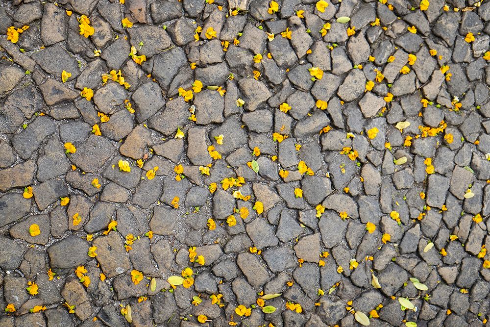 Lisbon-Portugal. Yellow flower petals on the ground. art print by Julien McRoberts for $57.95 CAD