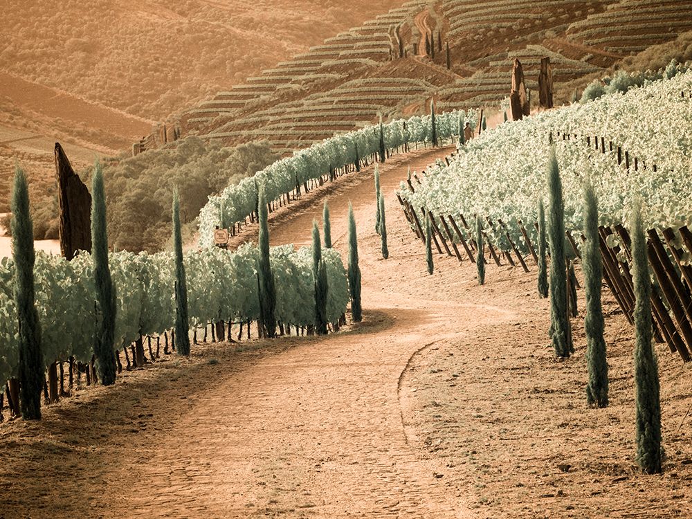 Portugal-Douro Valley-Backcountry road through the vineyards art print by Terry Eggers for $57.95 CAD