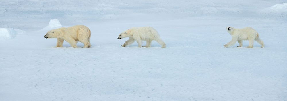 Russia-High Arctic-Franz Josef Land Polar bear female with two cubs on sea ice art print by Cindy Miller Hopkins for $57.95 CAD