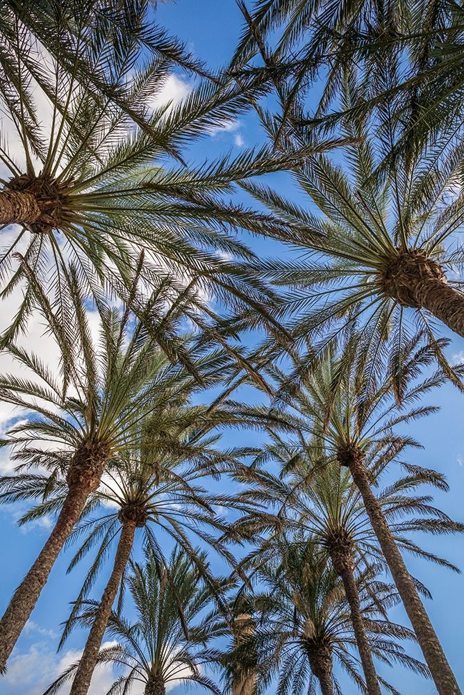 Spain-Canary Islands-Gran Canaria Island-Maspalomas-palm tree canopy art print by Walter Bibikow for $57.95 CAD