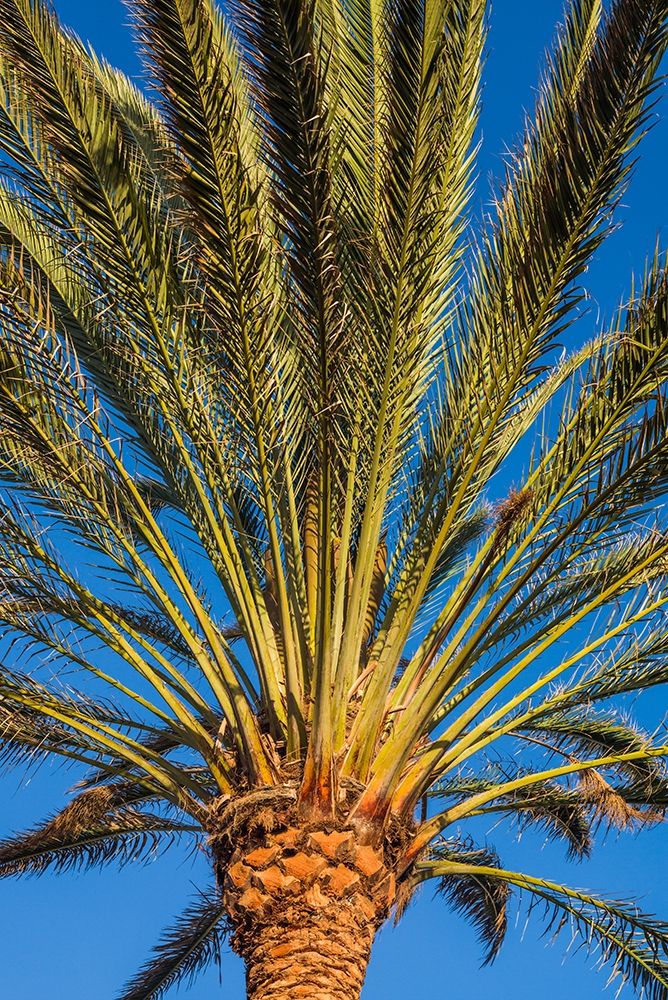 Canary Islands-Fuerteventura Island-Morro Jable-Playa del Matorral beach-palm tree art print by Walter Bibikow for $57.95 CAD
