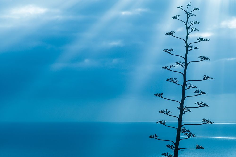 Canary Islands-La Palma Island-Santa Cruz de la Palma-dramatic sky and tree art print by Walter Bibikow for $57.95 CAD