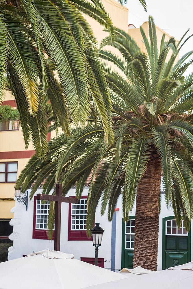 Canary Islands-La Palma Island-Santa Cruz de la Palma-palm tree art print by Walter Bibikow for $57.95 CAD