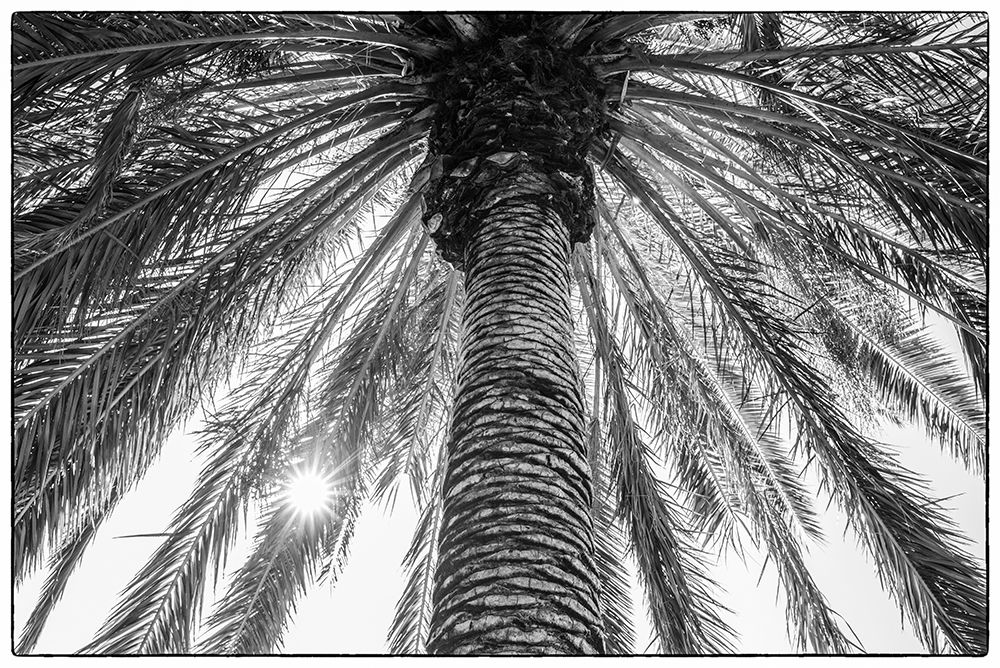 Canary Islands-Tenerife Island-Masca-palm tree art print by Walter Bibikow for $57.95 CAD