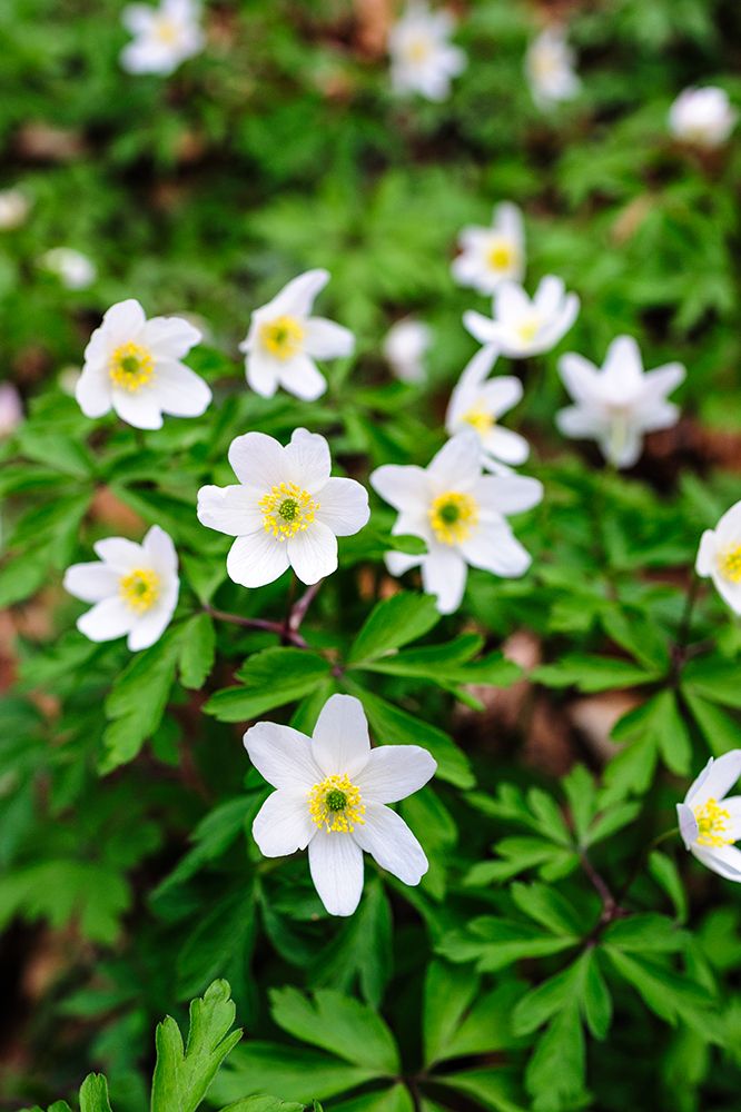 Sweden-Skane. Wood Anemone (Anemone nemorosa)-flowering in early spring. art print by Fredrik Norrsell for $57.95 CAD