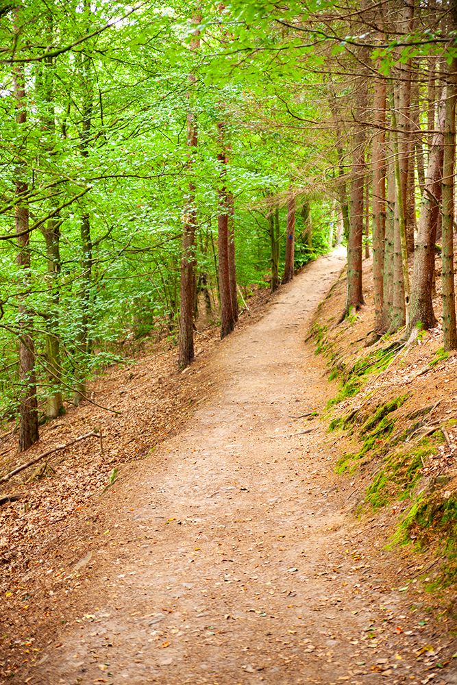 Walking trail to Ladonia, Kullaberg, Skane County, Sweden art print by Rob Casey for $57.95 CAD