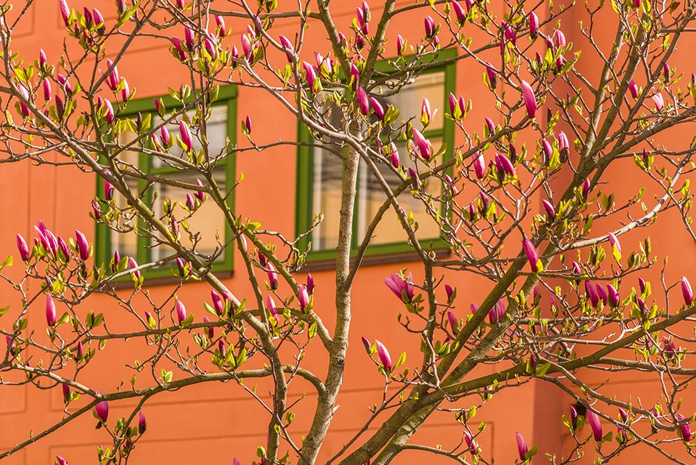 Sweden-Stockholm-Gamla Stan-Old Town-magnolia tree-spring art print by Walter Bibikow for $57.95 CAD