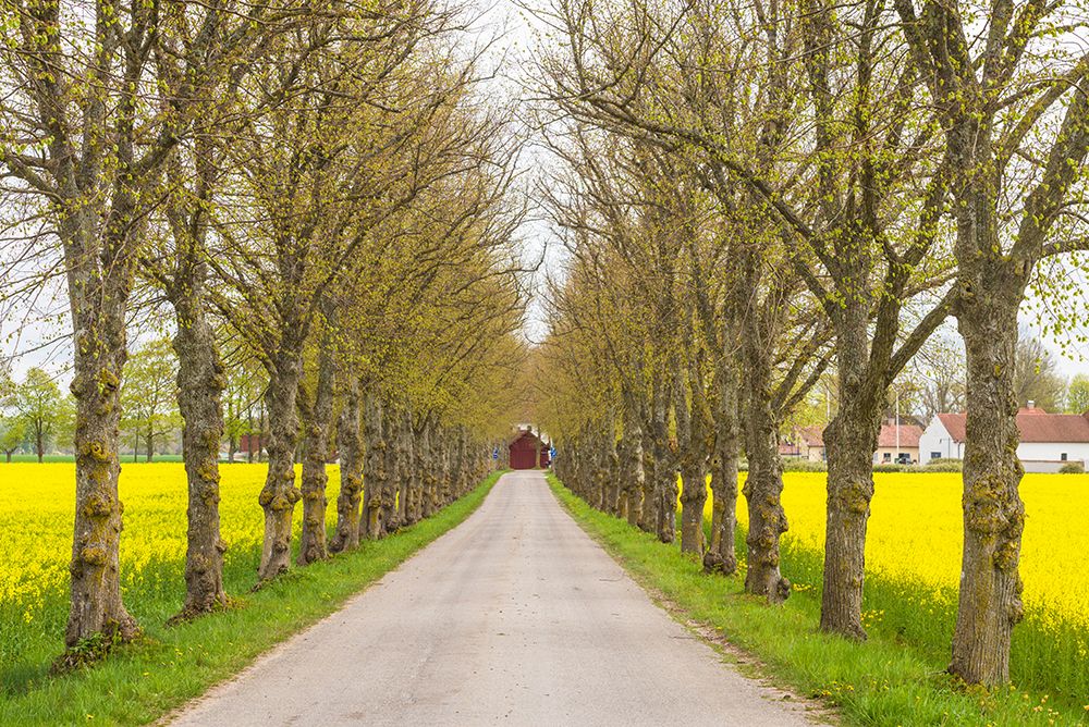 Sweden-Gotland Island-Romakloster-country road with yellow springtime flowers art print by Walter Bibikow for $57.95 CAD