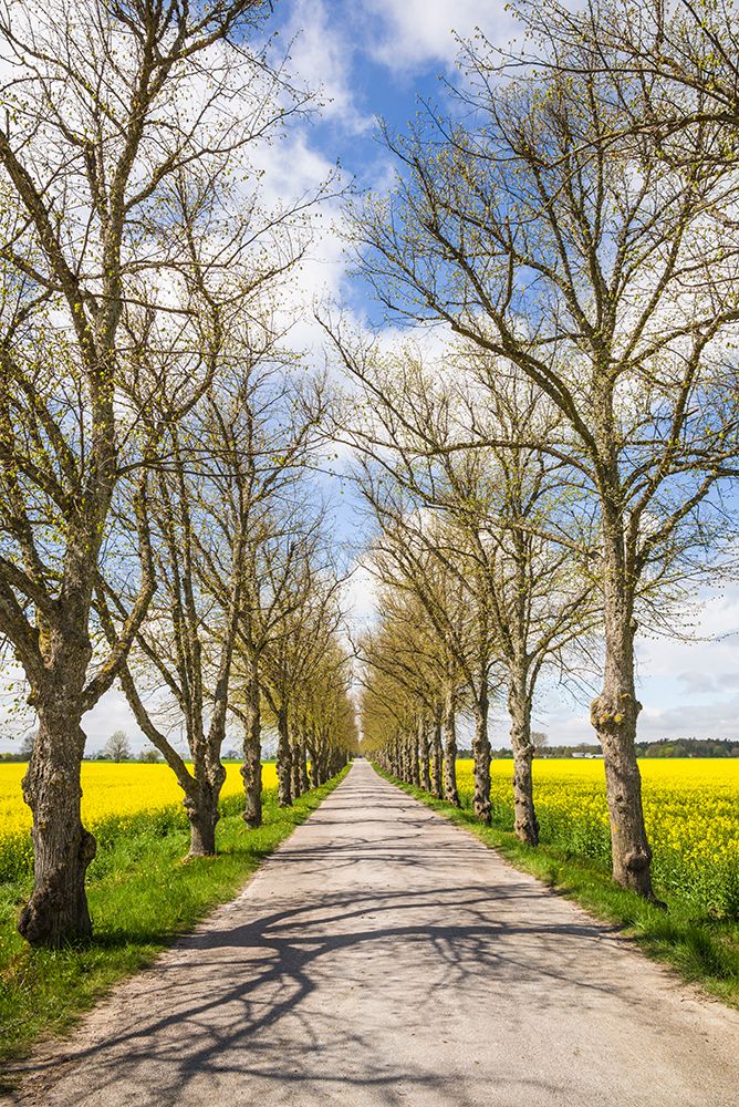Sweden-Gotland Island-Romakloster-country road with yellow springtime flowers art print by Walter Bibikow for $57.95 CAD