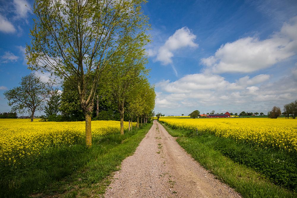 Southern Sweden-Boste lage-country road with yellow flowers-springtime art print by Walter Bibikow for $57.95 CAD