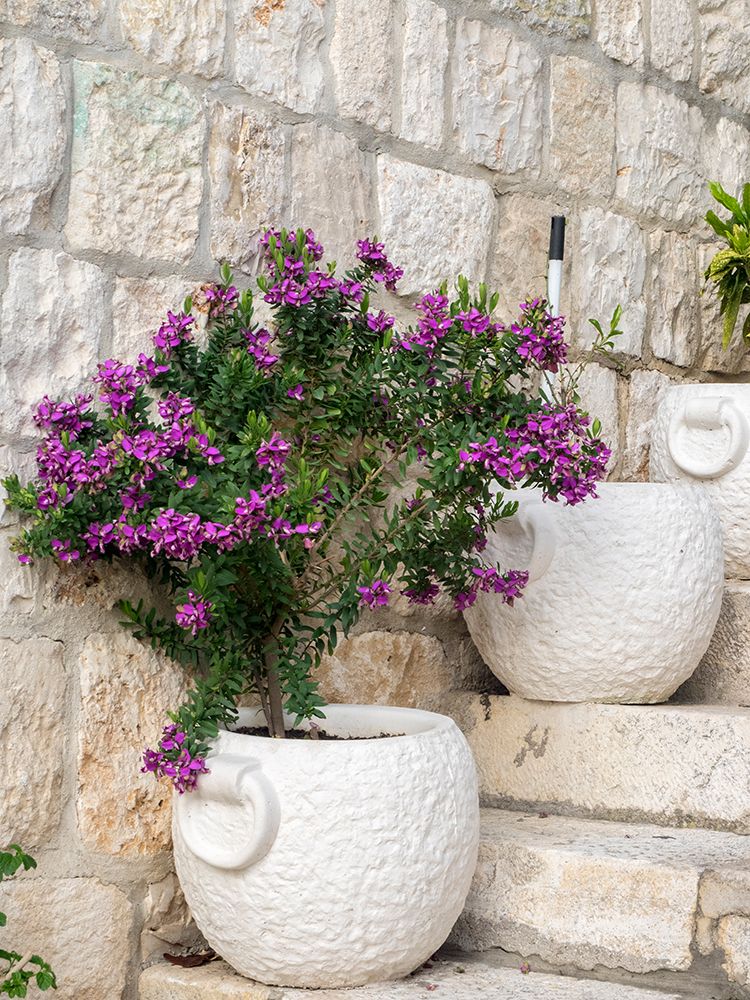 Croatia-Hvar. Potted purple plants in pots on steps. art print by Julie Eggers for $57.95 CAD