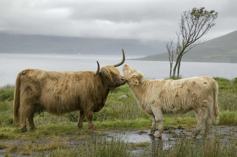 Scotland, Highland cows courting and grooming art print by Ellen Anon for $57.95 CAD