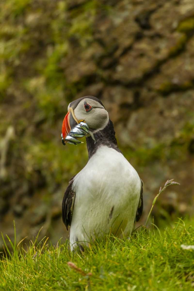 Scotland, Shetland Isl Atlantic puffin with fish art print by Cathy and Gordon Illg for $57.95 CAD