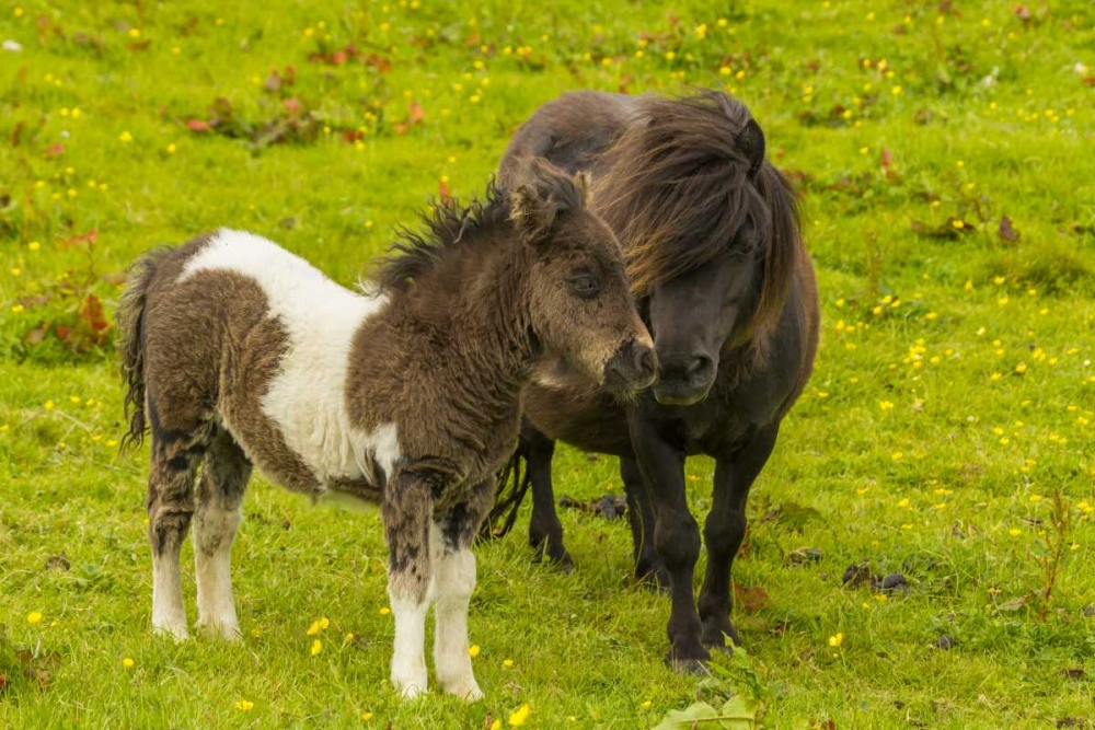 Shetland Islands Shetland pony and offspring art print by Cathy and Gordon Illg for $57.95 CAD