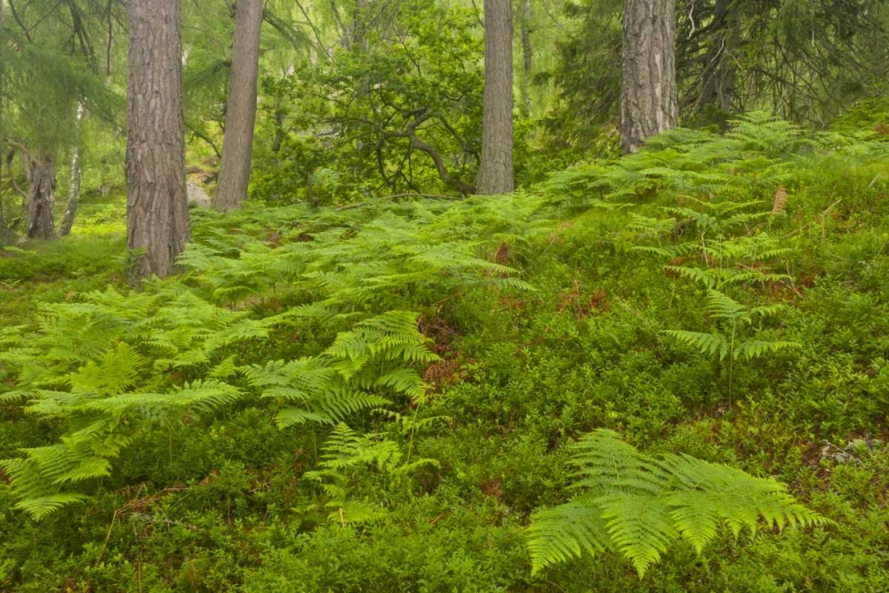 Europe, Scotland, Cairngorm NP Forest ferns art print by Cathy and Gordon Illg for $57.95 CAD