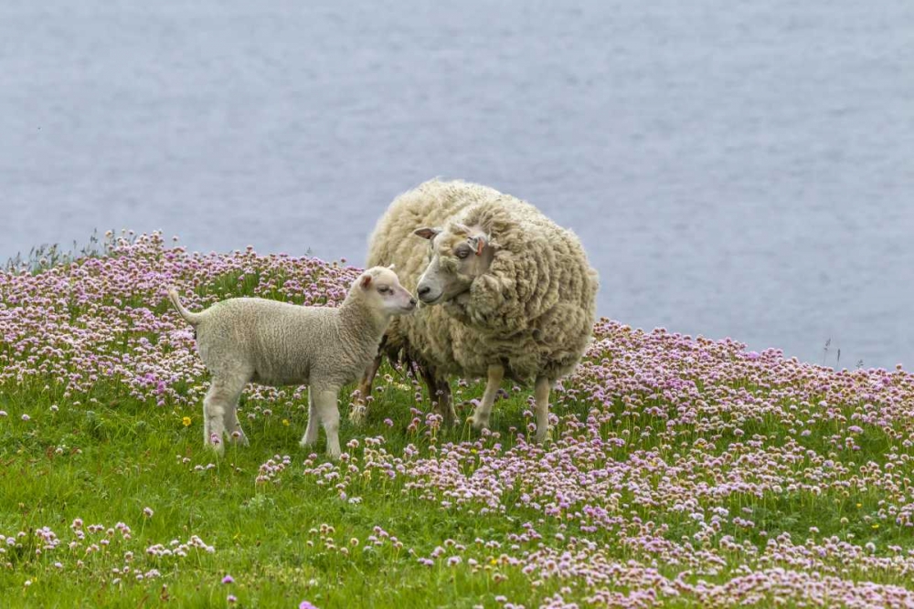 Scotland, Shetland Islands Ewe mother and lamb art print by Cathy and Gordon Illg for $57.95 CAD
