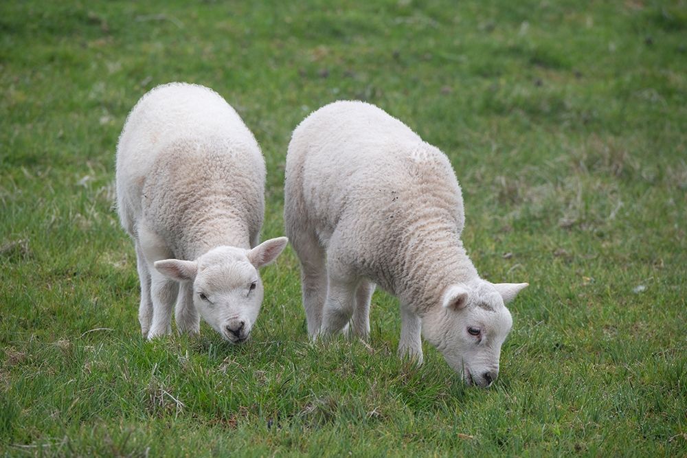 Great Britain-Shetland-Fair Isle Shetland sheep-twin lambs art print by Cindy Miller Hopkins for $57.95 CAD