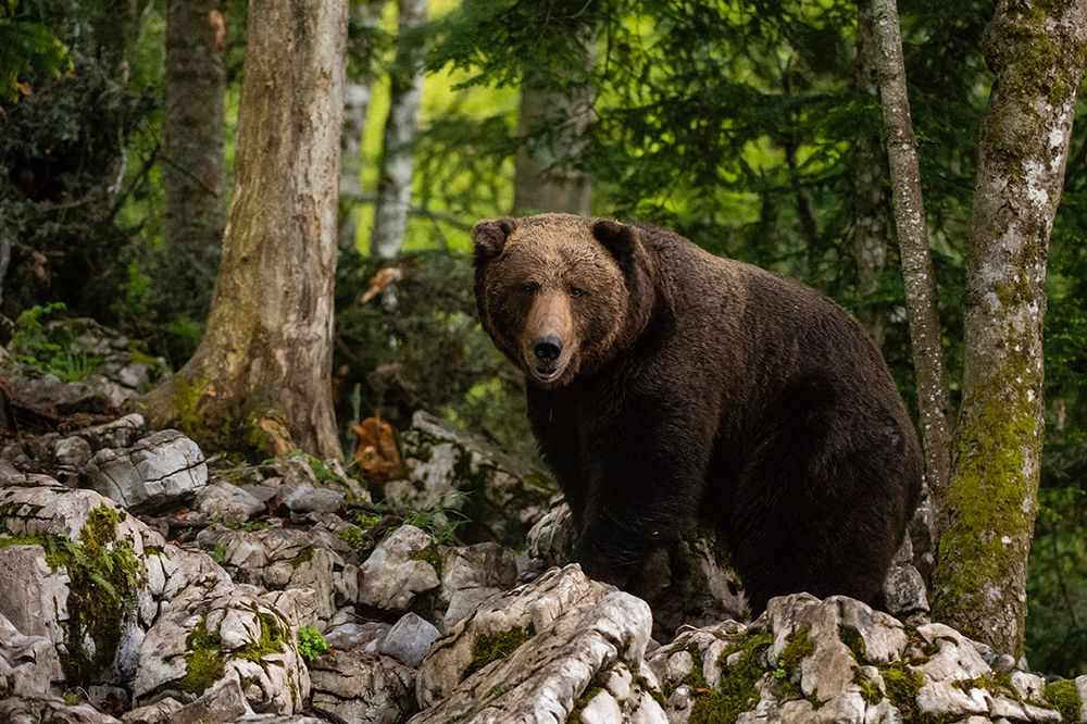 A European brown bear standing and looking at the camera Notranjska-Slovenia art print by Sergio Pitamitz for $57.95 CAD