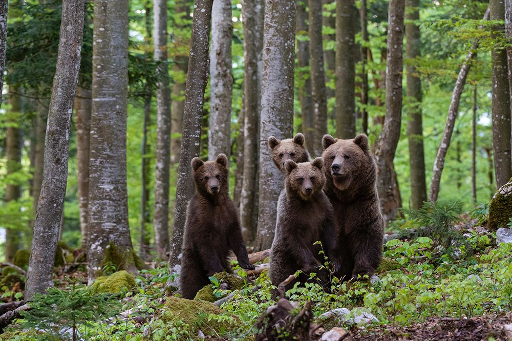 A female European brown bear and her three cubs Notranjska-Slovenia art print by Sergio Pitamitz for $57.95 CAD