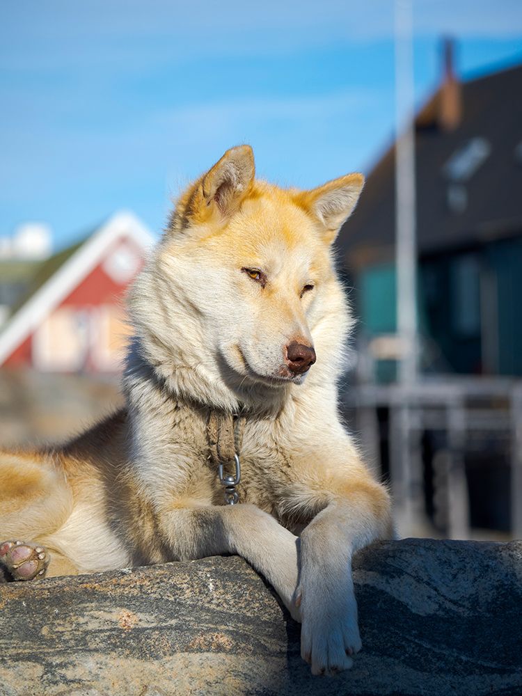Sled dog in the town Uummannaq In winter the dogs are used to pull sledges of fishermen Greenland art print by Martin Zwick for $57.95 CAD