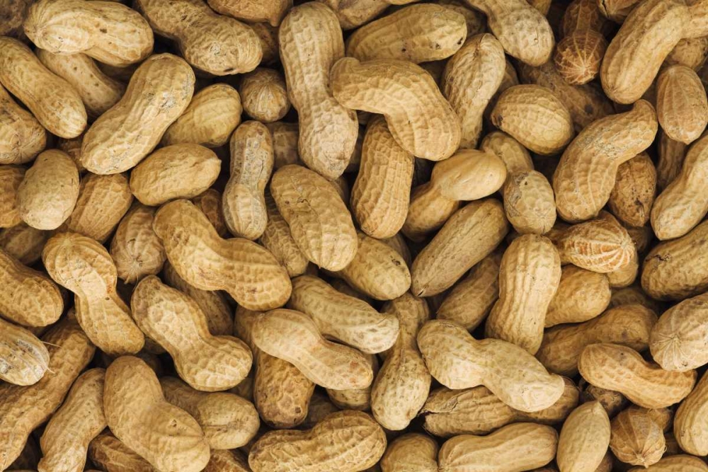Close-up of unshelled peanuts art print by Dennis Flaherty for $57.95 CAD