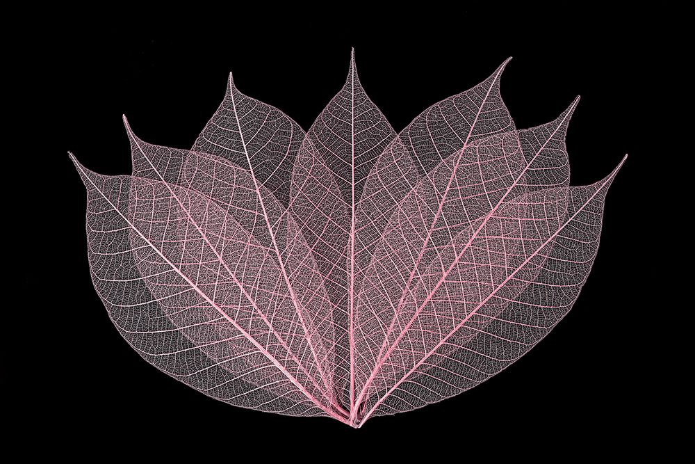 Rose colored skeleton leaves arranged on black background art print by Adam Jones for $57.95 CAD