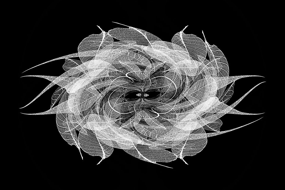 Black and white skeleton leaves arranged on black background art print by Adam Jones for $57.95 CAD
