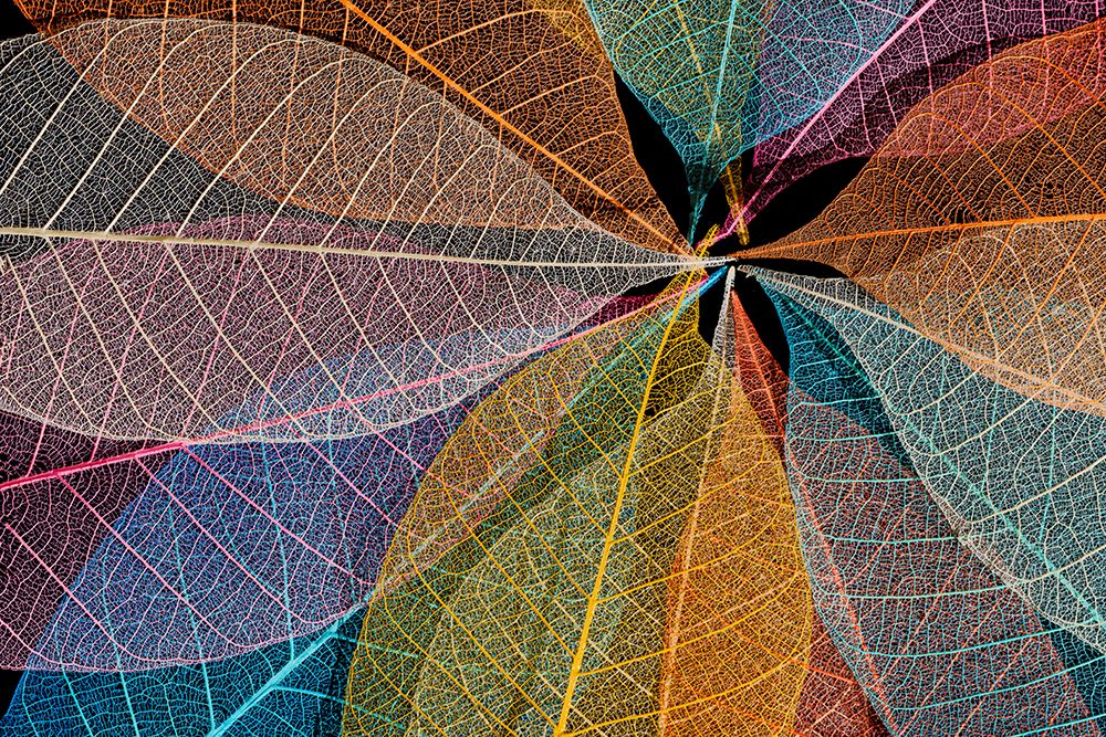 Multi-colored skeleton leaves arranged in radial pattern art print by Adam Jones for $57.95 CAD