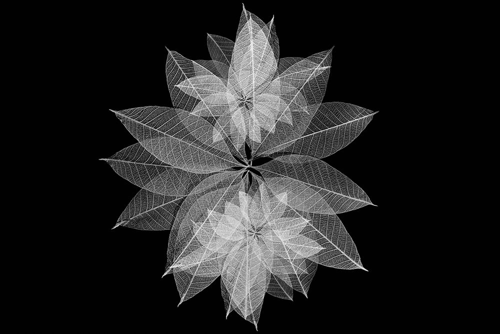 Multi-colored skeleton leaves arranged in radial pattern art print by Adam Jones for $57.95 CAD