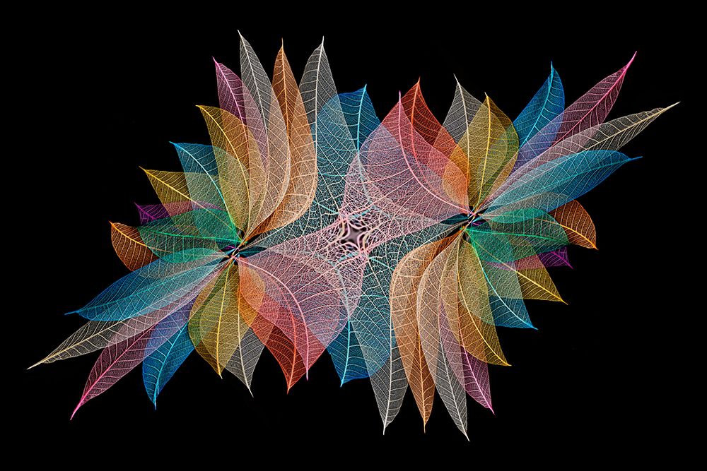 Multi-colored skeleton leaves arranged on black background art print by Adam Jones for $57.95 CAD