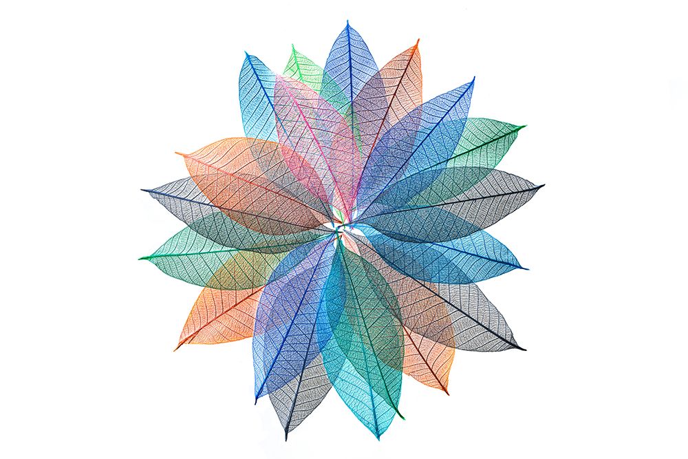 Multi-colored skeleton leaves arranged in radial pattern on white background art print by Adam Jones for $57.95 CAD
