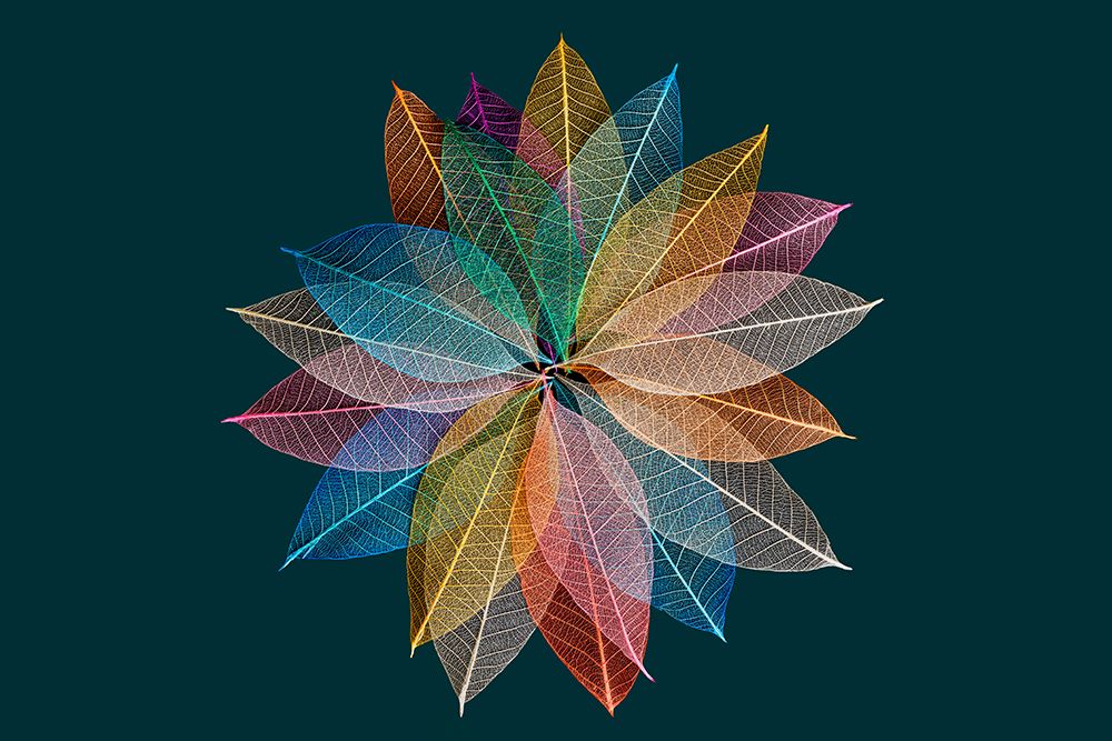 Multi-colored skeleton leaves arranged in radial pattern on dark green background art print by Adam Jones for $57.95 CAD