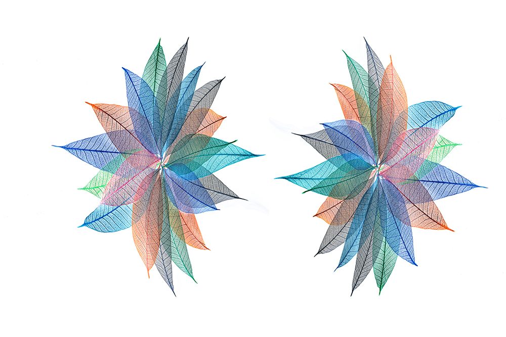 Multi-colored skeleton leaves arranged in radial pattern on white background art print by Adam Jones for $57.95 CAD