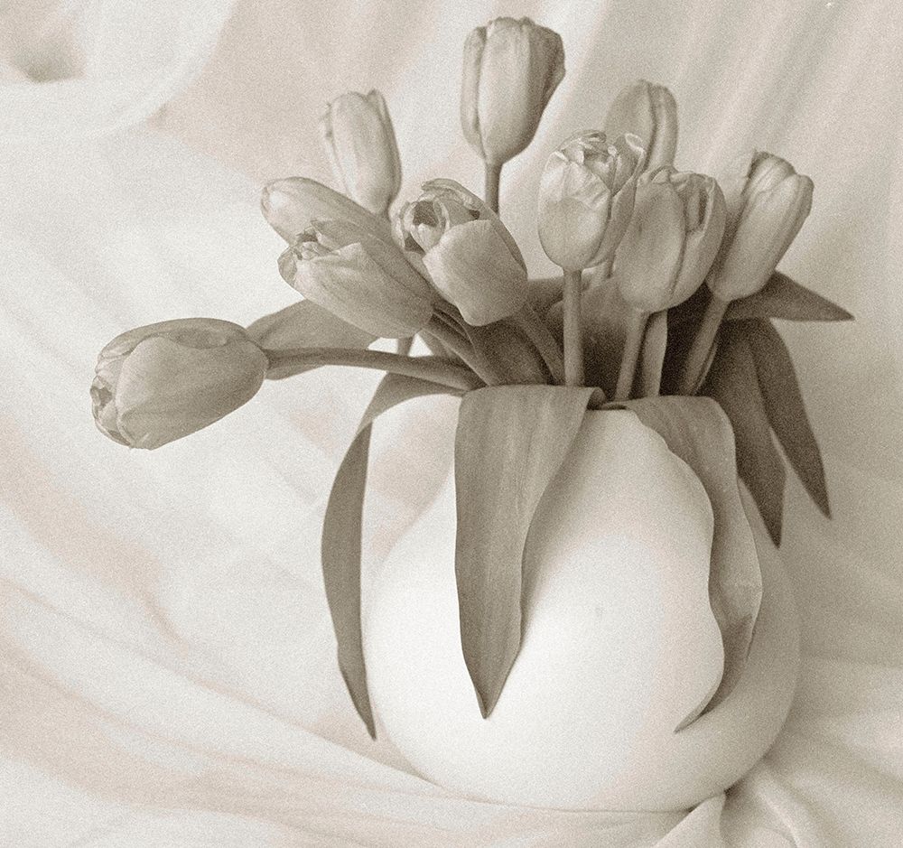Sepia tone Tulips art print by Anna Miller for $57.95 CAD