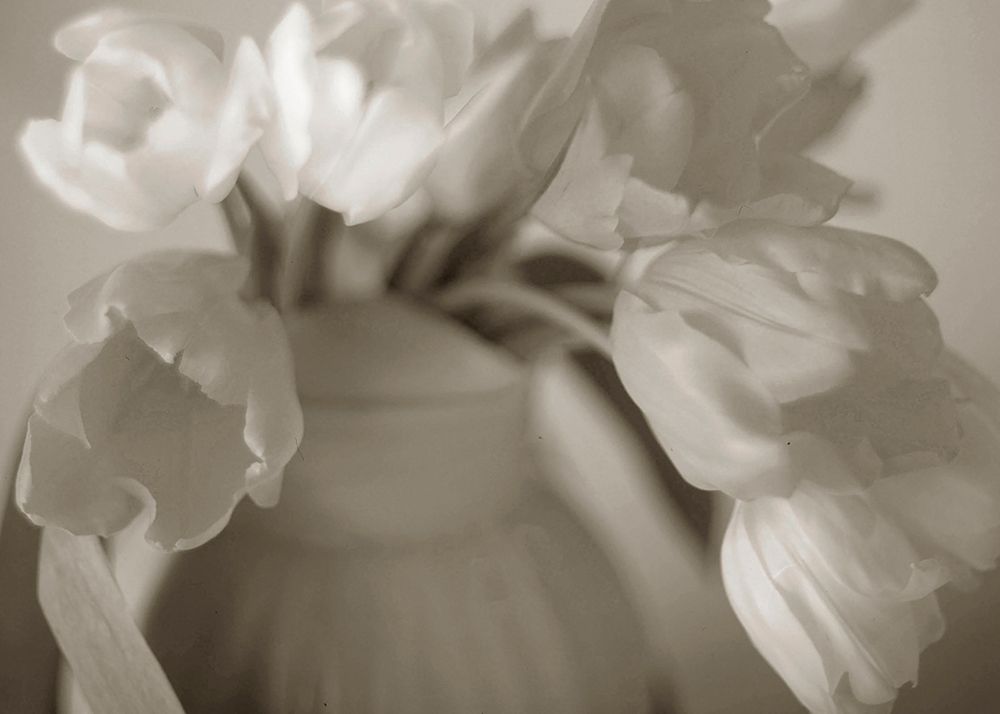 Sepia tone Tulips art print by Anna Miller for $57.95 CAD