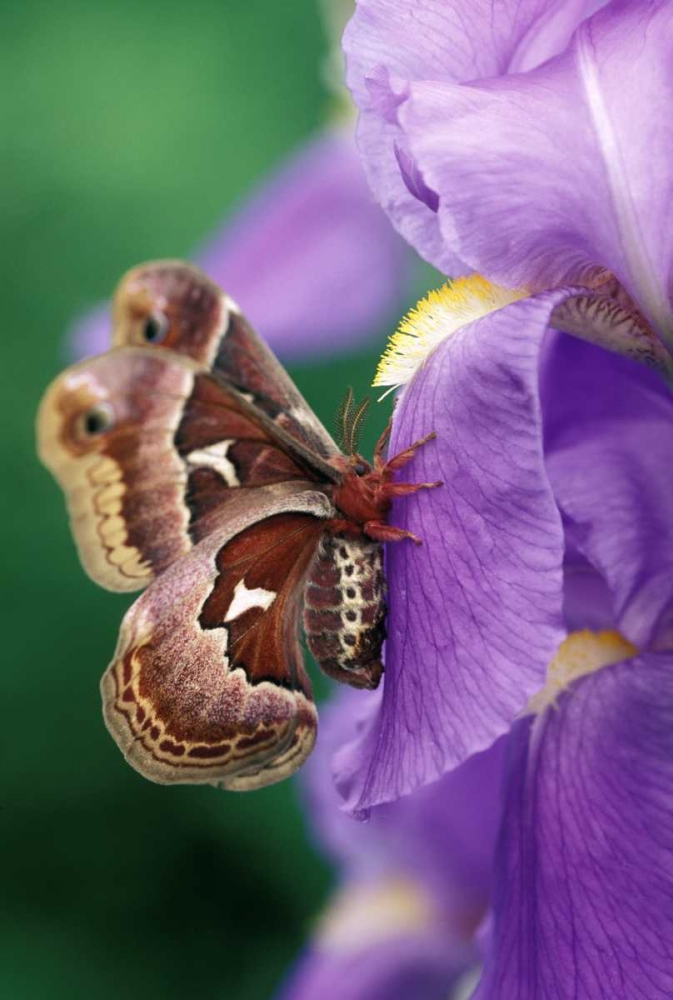 Cecropia Moth on Iris in Garden art print by Nancy Rotenberg for $57.95 CAD