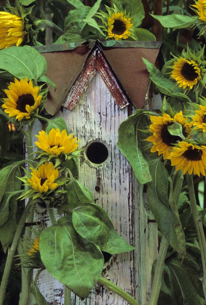 Birdhouse and Sunflowers in garden art print by Nancy Rotenberg for $57.95 CAD
