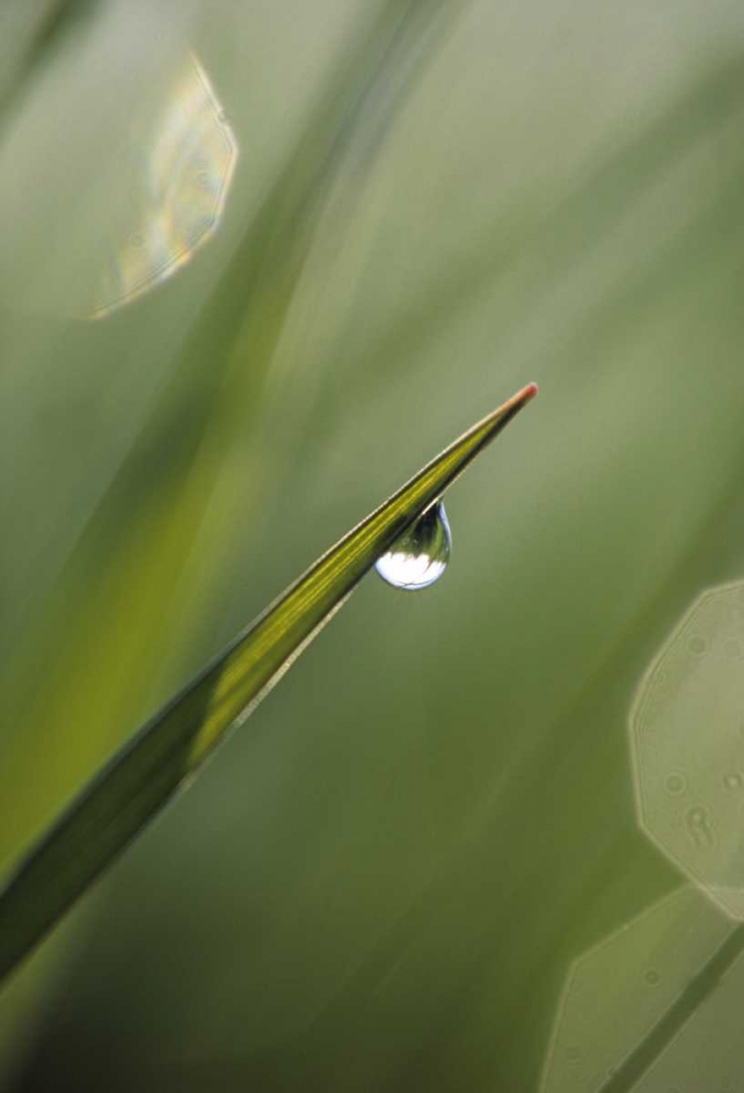 Blade of Grass with Dewdrop art print by Nancy Rotenberg for $57.95 CAD