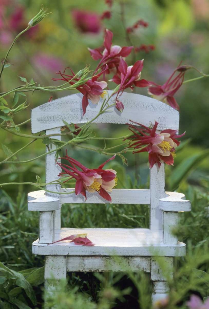 Columbine and chair in garden art print by Nancy Rotenberg for $57.95 CAD