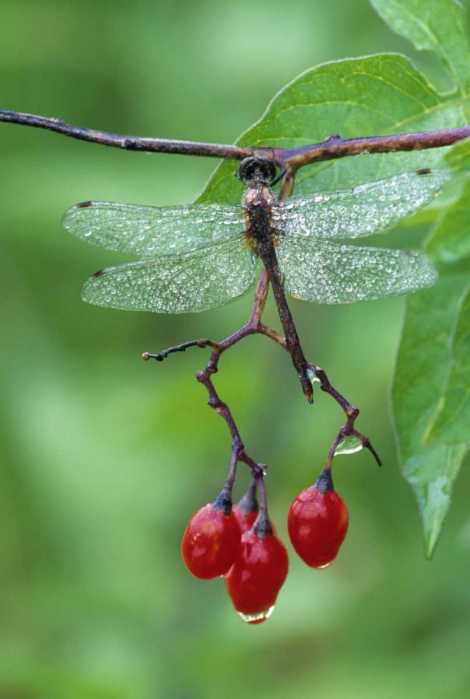 Dragonfly on Branch art print by Nancy Rotenberg for $57.95 CAD