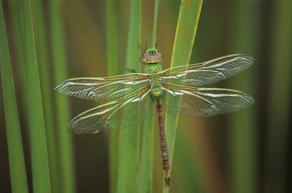 Green Darner dragonfly on Reeds art print by Nancy Rotenberg for $57.95 CAD