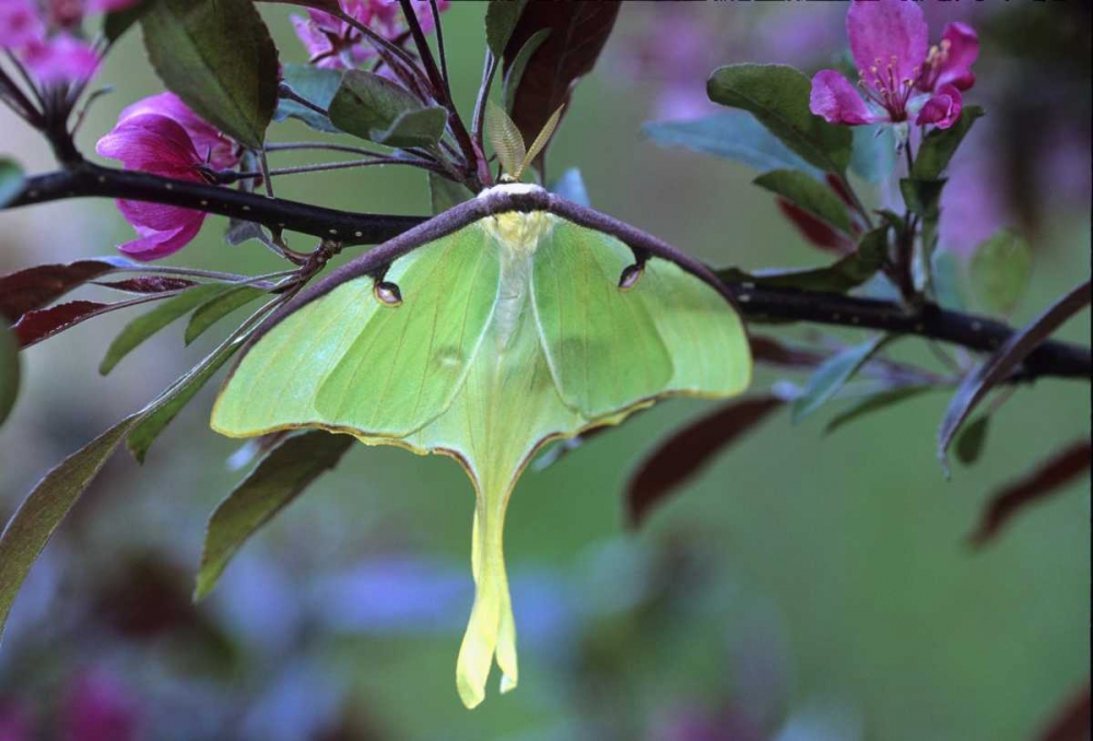 Luna Moth on Cherry Tree in Spring art print by Nancy Rotenberg for $57.95 CAD