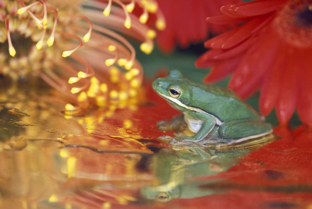 Frog and reflections among flowers art print by Nancy Rotenberg for $57.95 CAD