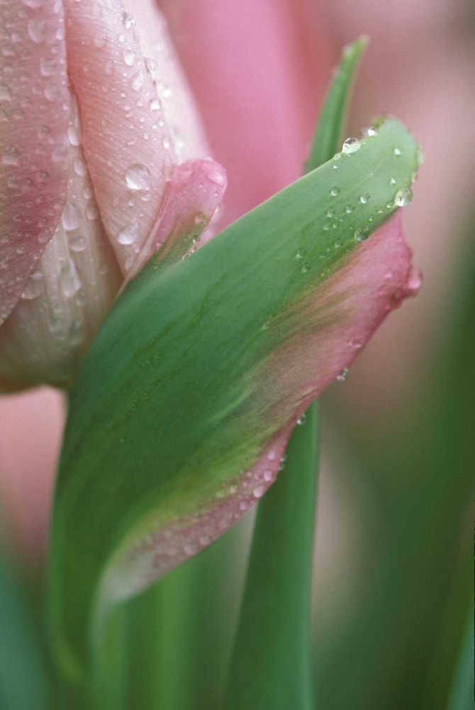 Pink tulip close-up, in garden art print by Nancy Rotenberg for $57.95 CAD