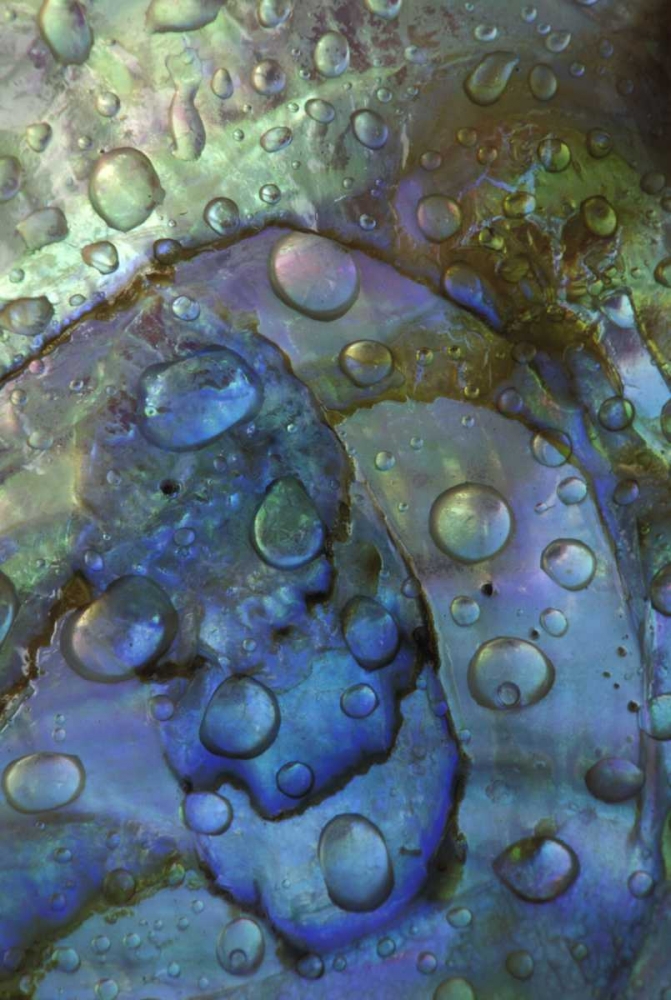 Abalone shell with water drops art print by Nancy Rotenberg for $57.95 CAD