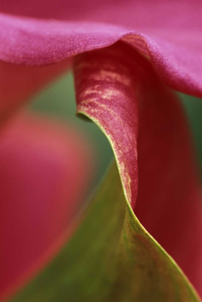 Pink calla lily, close-up art print by Nancy Rotenberg for $57.95 CAD