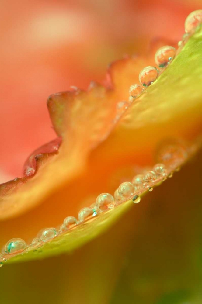 Flower petals with dew art print by Nancy Rotenberg for $57.95 CAD