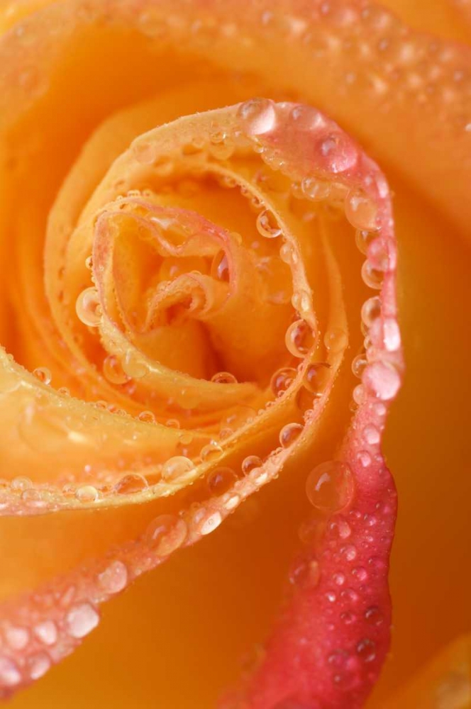 Rose close-up with dew art print by Nancy Rotenberg for $57.95 CAD
