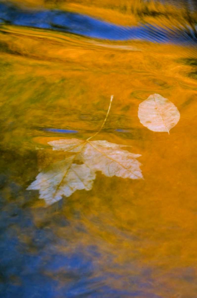 Fall reflections in water art print by Nancy Rotenberg for $57.95 CAD